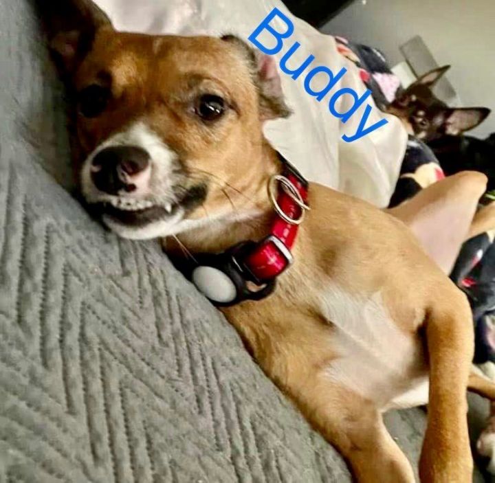 BUDDY 2