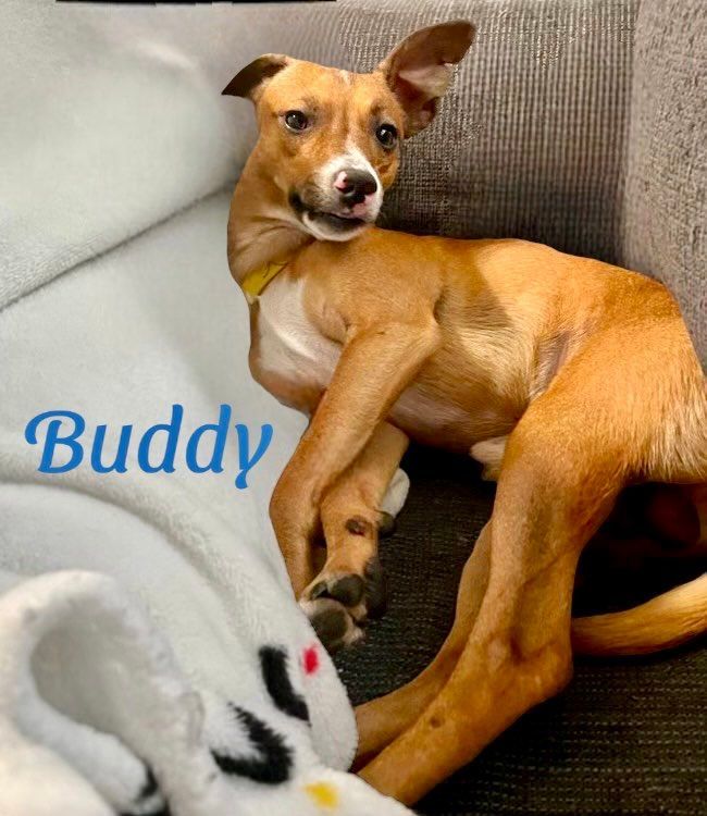 BUDDY 3