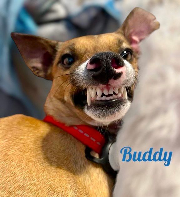 BUDDY, an adoptable Chihuahua Mix in Madisonville, LA_image-5