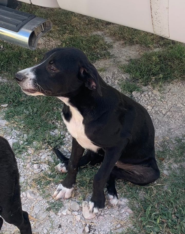 Gretchen, an adoptable Black Labrador Retriever Mix in Beeville, TX_image-1