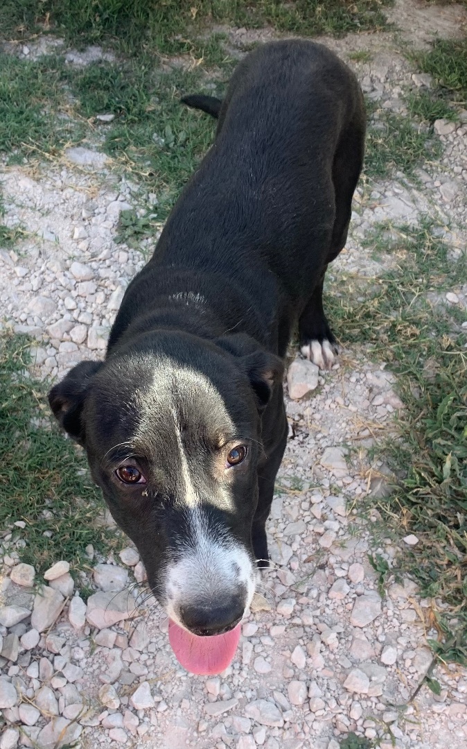 Gretchen, an adoptable Black Labrador Retriever Mix in Beeville, TX_image-2