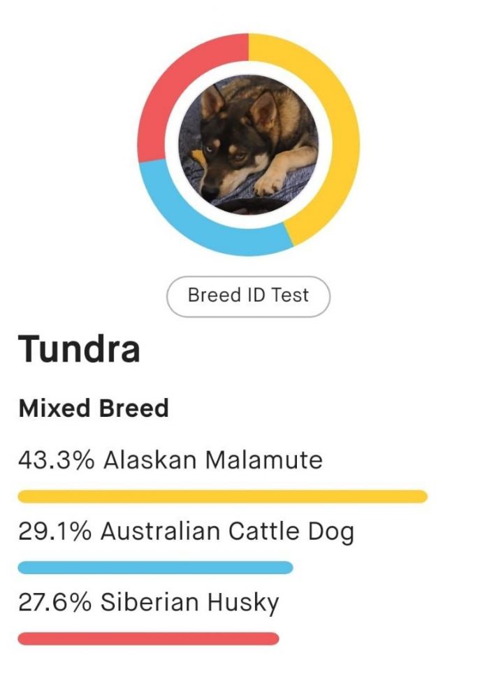 Tundra, an adoptable Alaskan Malamute & Australian Cattle Dog / Blue Heeler Mix in Rochester, WA_image-3