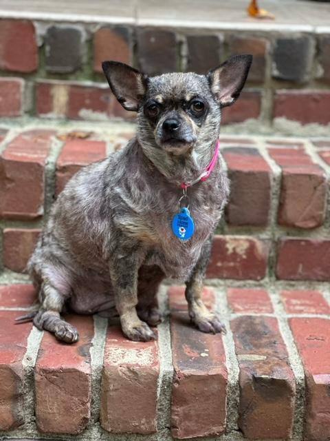 ELLIE, an adoptable Chihuahua in Cary, NC_image-2