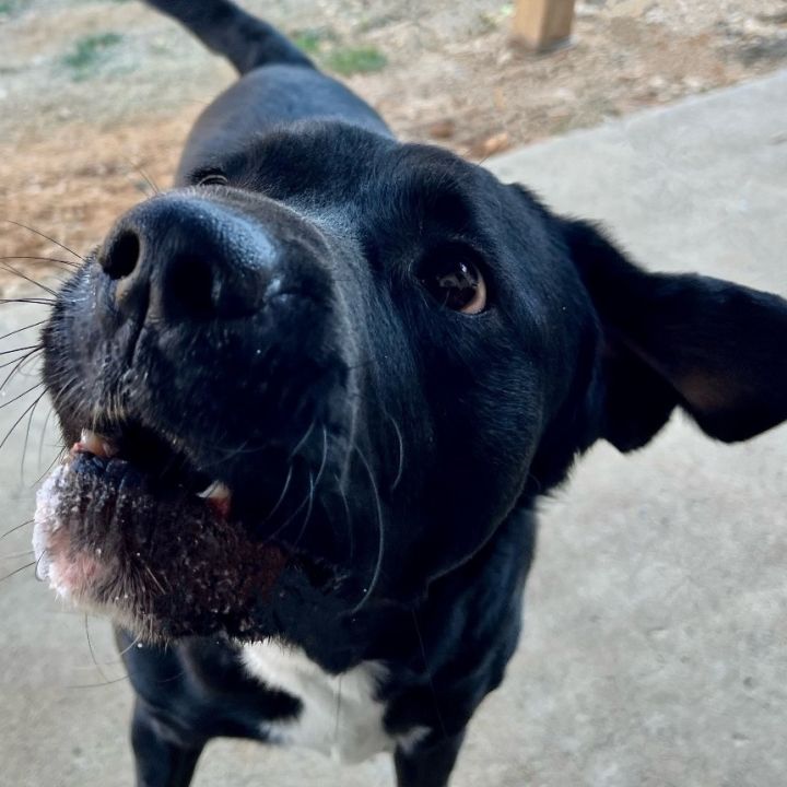 Bear, an adoptable Black Labrador Retriever Mix in Ooltewah, TN_image-1