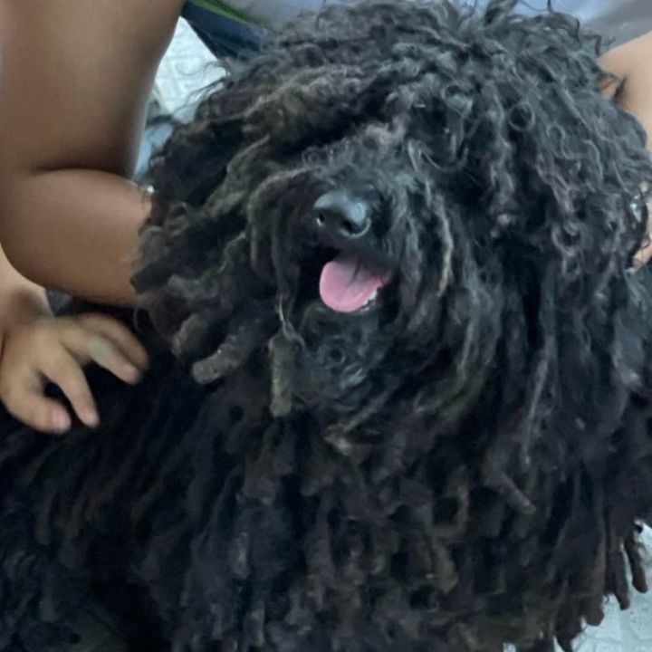 Marley, an adoptable Puli in St. Cloud, FL_image-2