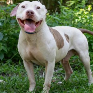 Hi there Im Cameron a friendly and talkative 5-year-old American Staffordshire Terrier Youll al