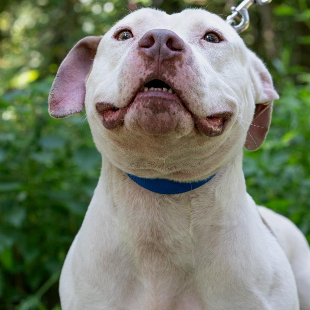 Cameron, an adoptable American Staffordshire Terrier in QUINCY, FL, 32351 | Photo Image 2