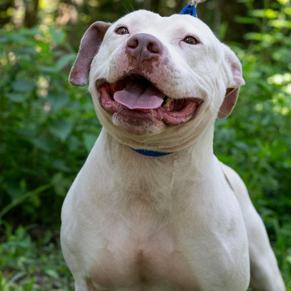 Cameron, an adoptable American Staffordshire Terrier in QUINCY, FL, 32351 | Photo Image 3