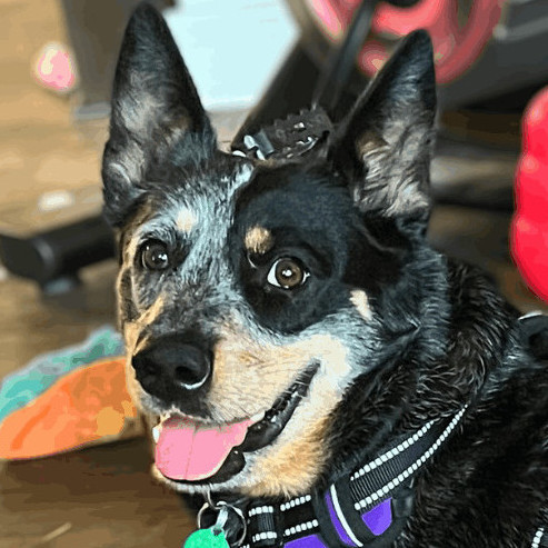 Sally, an adoptable Australian Cattle Dog / Blue Heeler in Minneapolis, MN_image-1