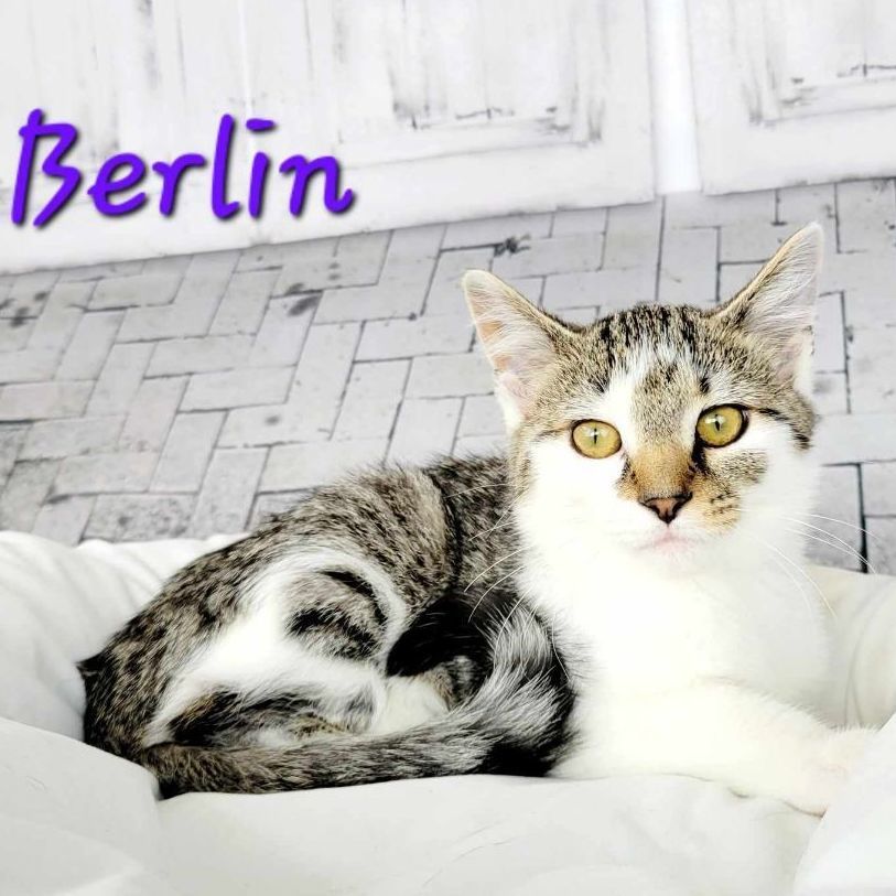 cat-for-adoption-berlin-a-domestic-short-hair-tabby-mix-in