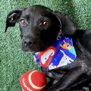 Introducing River This charming 4-month-old 10-pound Lab mix is on a quest to find his forever hom