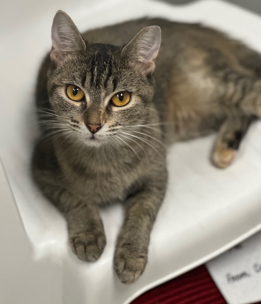 BONNIE, an adoptable Domestic Short Hair in New Bern, NC, 28563 | Photo Image 1