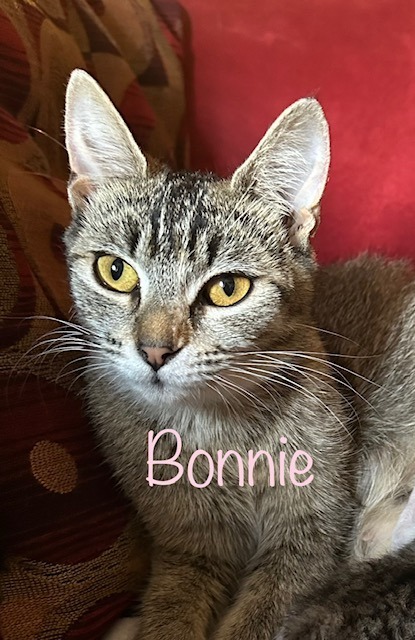 BONNIE, an adoptable Domestic Short Hair in New Bern, NC, 28563 | Photo Image 2