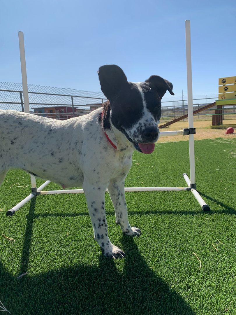 Jewels, an adoptable Border Collie in Mayer, AZ, 86333 | Photo Image 4