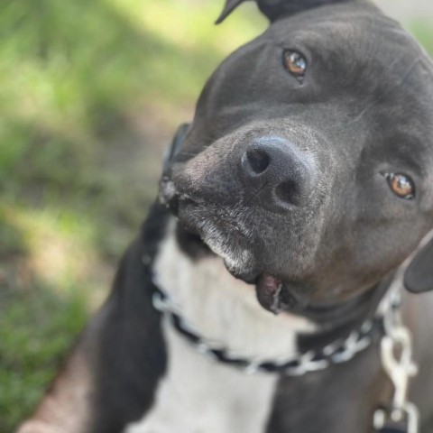 Apollo, an adoptable Mixed Breed in Joliet, IL, 60436 | Photo Image 2