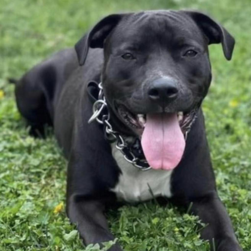 Apollo, an adoptable Mixed Breed in Joliet, IL, 60436 | Photo Image 2