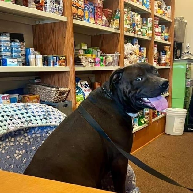 Apollo, an adoptable Mixed Breed in Joliet, IL, 60436 | Photo Image 2