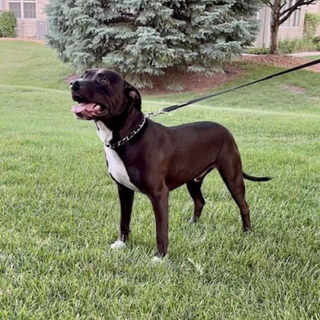 Apollo, an adoptable Mixed Breed in Joliet, IL, 60436 | Photo Image 5