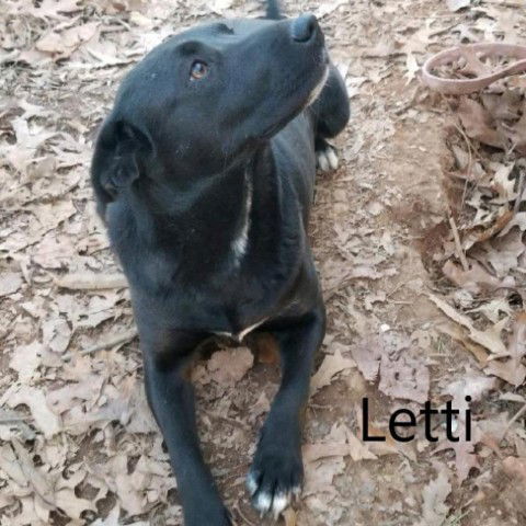 Letti, an adoptable Black Labrador Retriever in Chatham, VA, 24531 | Photo Image 1