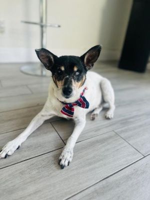 Jax is a 10 year old Rat Terrier that weighs 20 lbs His owners moved and left him alone in