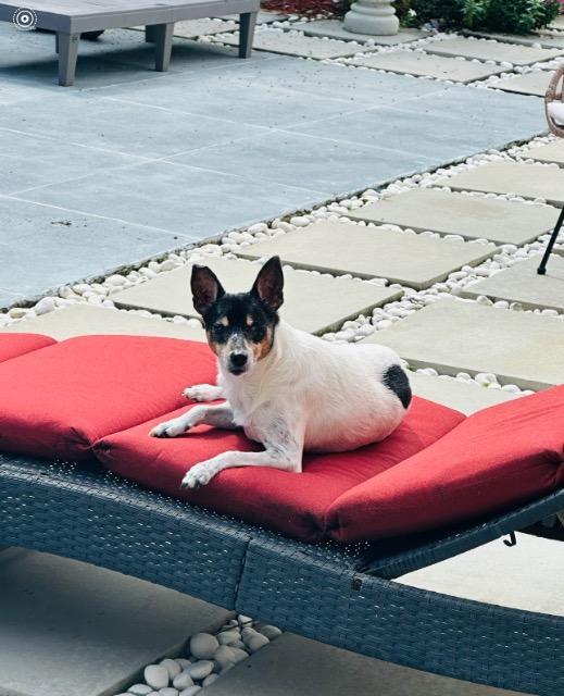 Jax, an adoptable Rat Terrier in Plantation, FL, 33325 | Photo Image 2