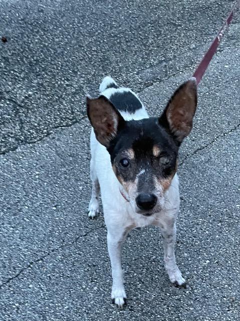 Jax, an adoptable Rat Terrier in Plantation, FL, 33325 | Photo Image 3