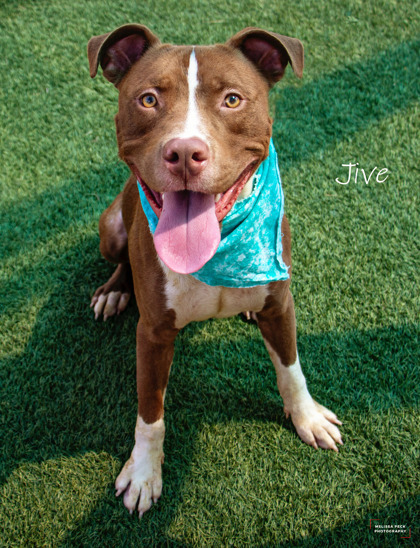 Jive, an adoptable Pit Bull Terrier, Mixed Breed in Kansas City, MO, 64129 | Photo Image 1