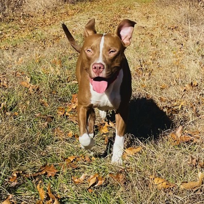 Jive, an adoptable Pit Bull Terrier, Mixed Breed in Kansas City, MO, 64129 | Photo Image 2