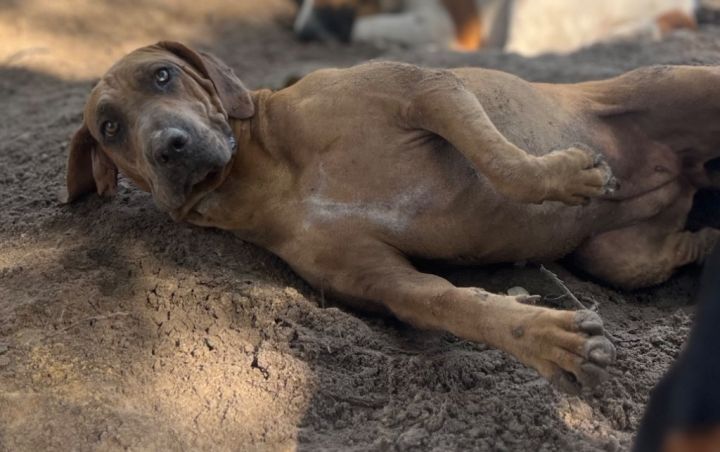 Catahoula bloodhound cheap