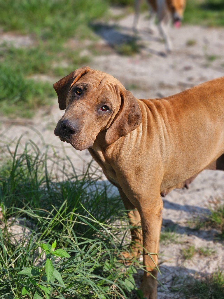 Mylie, an adoptable Bloodhound, Catahoula Leopard Dog in Waynesville, GA, 31566 | Photo Image 1
