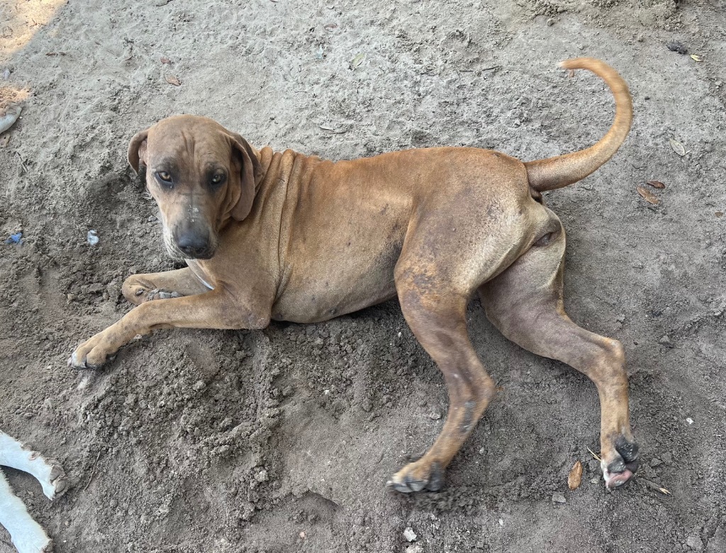 Mylie, an adoptable Bloodhound, Catahoula Leopard Dog in Waynesville, GA, 31566 | Photo Image 3