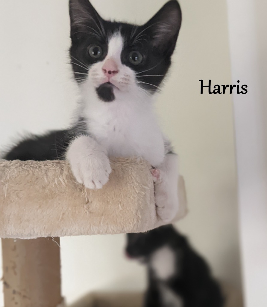 Harris, an adoptable Domestic Short Hair in Hoover , AL, 35226 | Photo Image 2