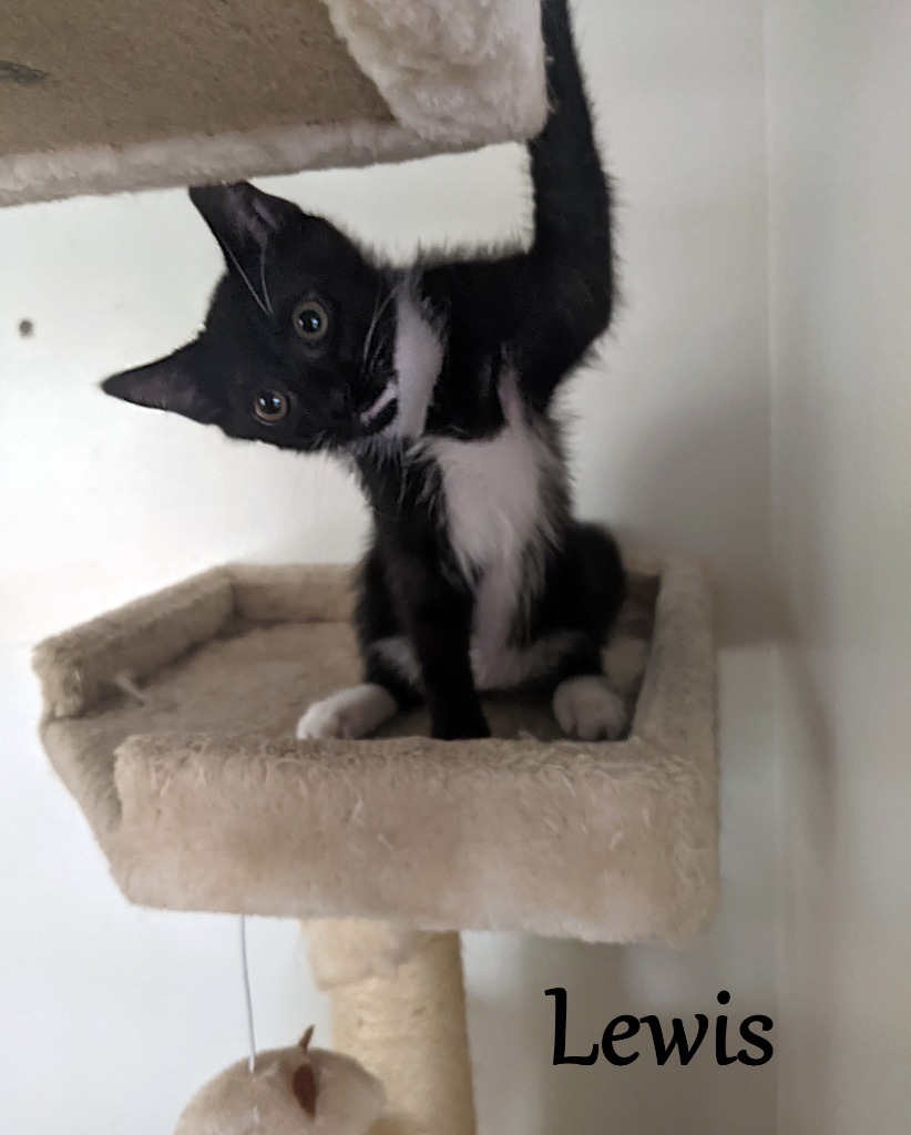 Lewis, an adoptable Domestic Short Hair in Hoover , AL, 35226 | Photo Image 3