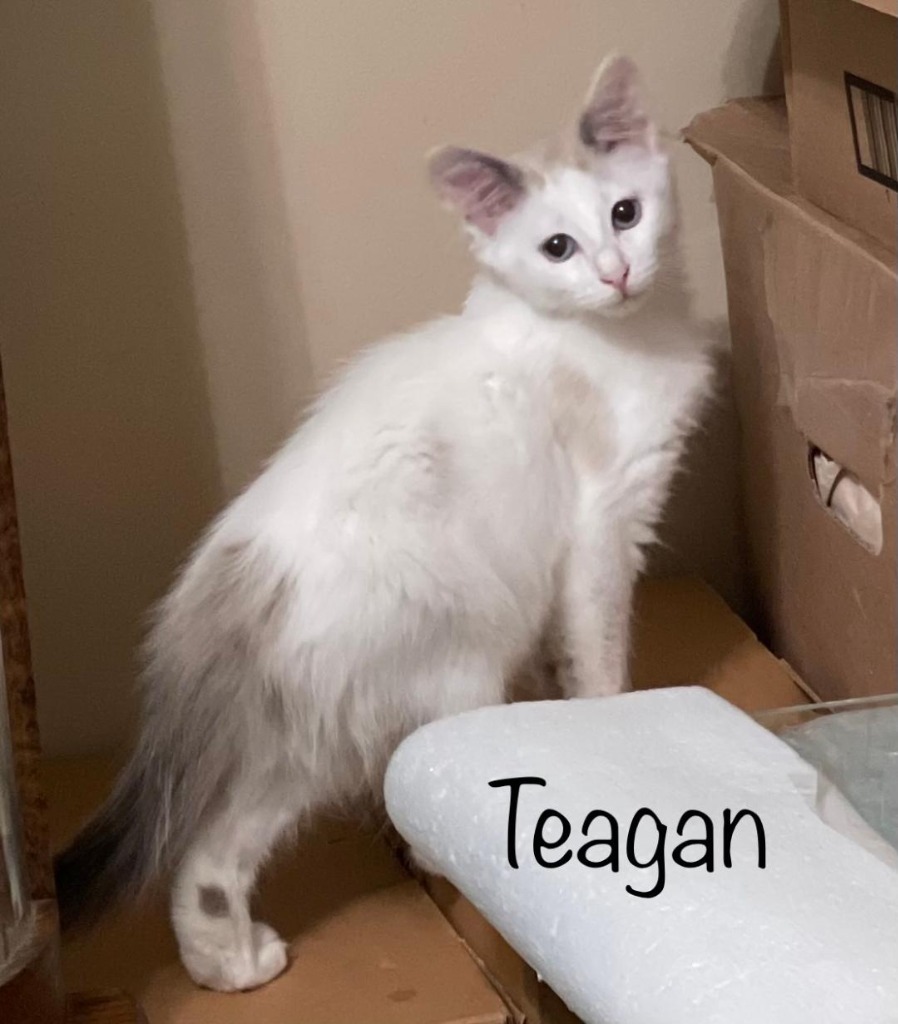 Teagan, an adoptable Domestic Medium Hair in Hoover , AL, 35226 | Photo Image 2