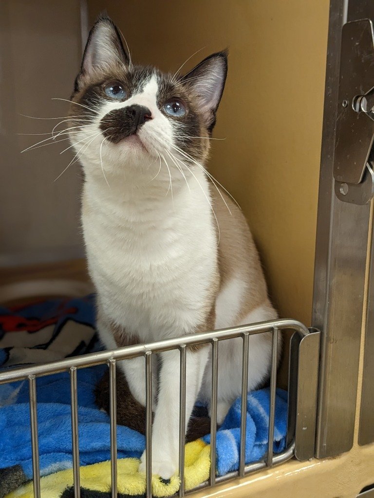 Fenu, an adoptable Snowshoe, Siamese in San Antonio, TX, 78247 | Photo Image 1