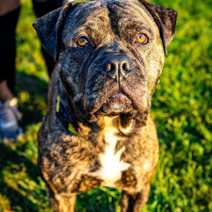 Bubba, an adoptable Mastiff Mix in Naperville, IL_image-2