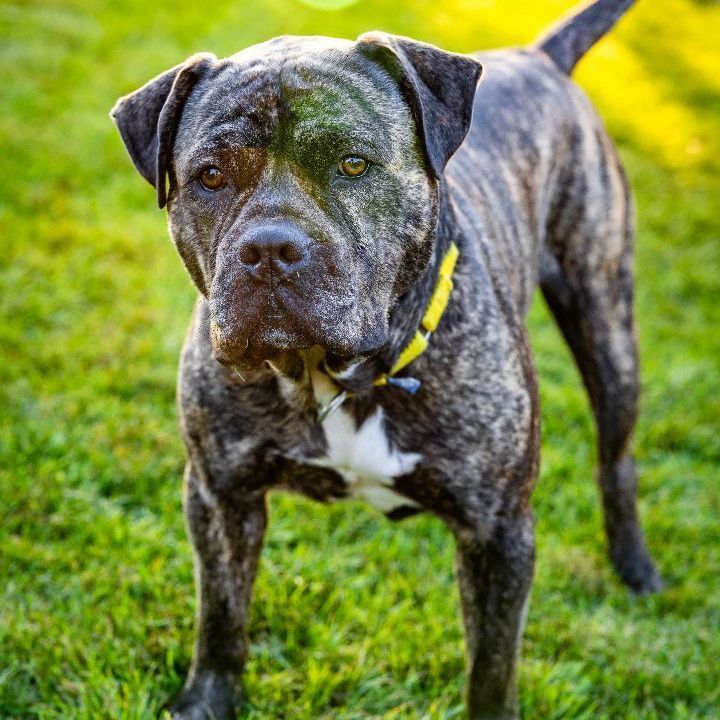 Bubba, an adoptable Mastiff Mix in Naperville, IL_image-5