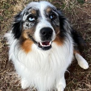 Petfinder mini best sale australian shepherd