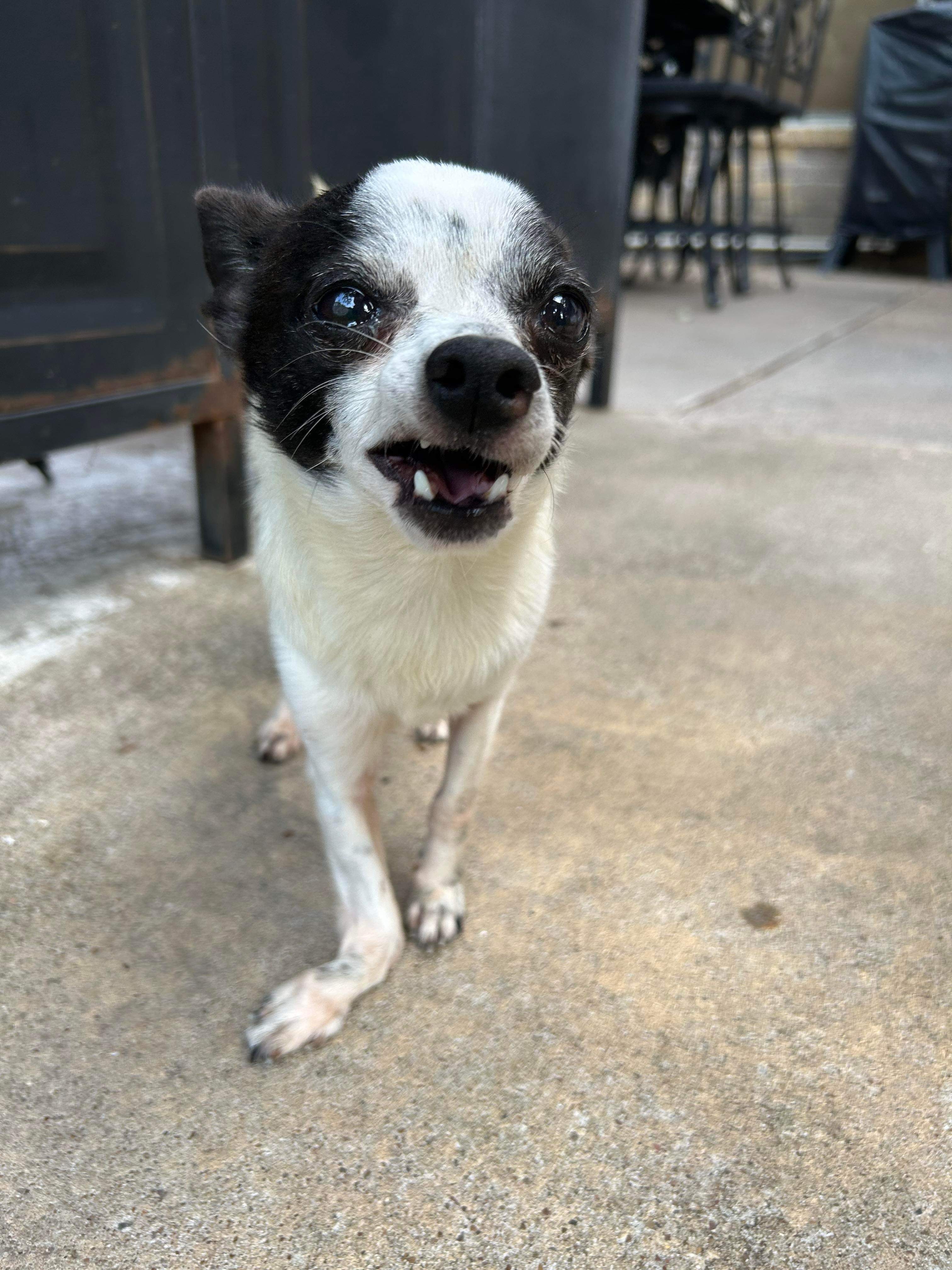 Hunter, an adoptable Chihuahua in Florence, IN, 47020 | Photo Image 1