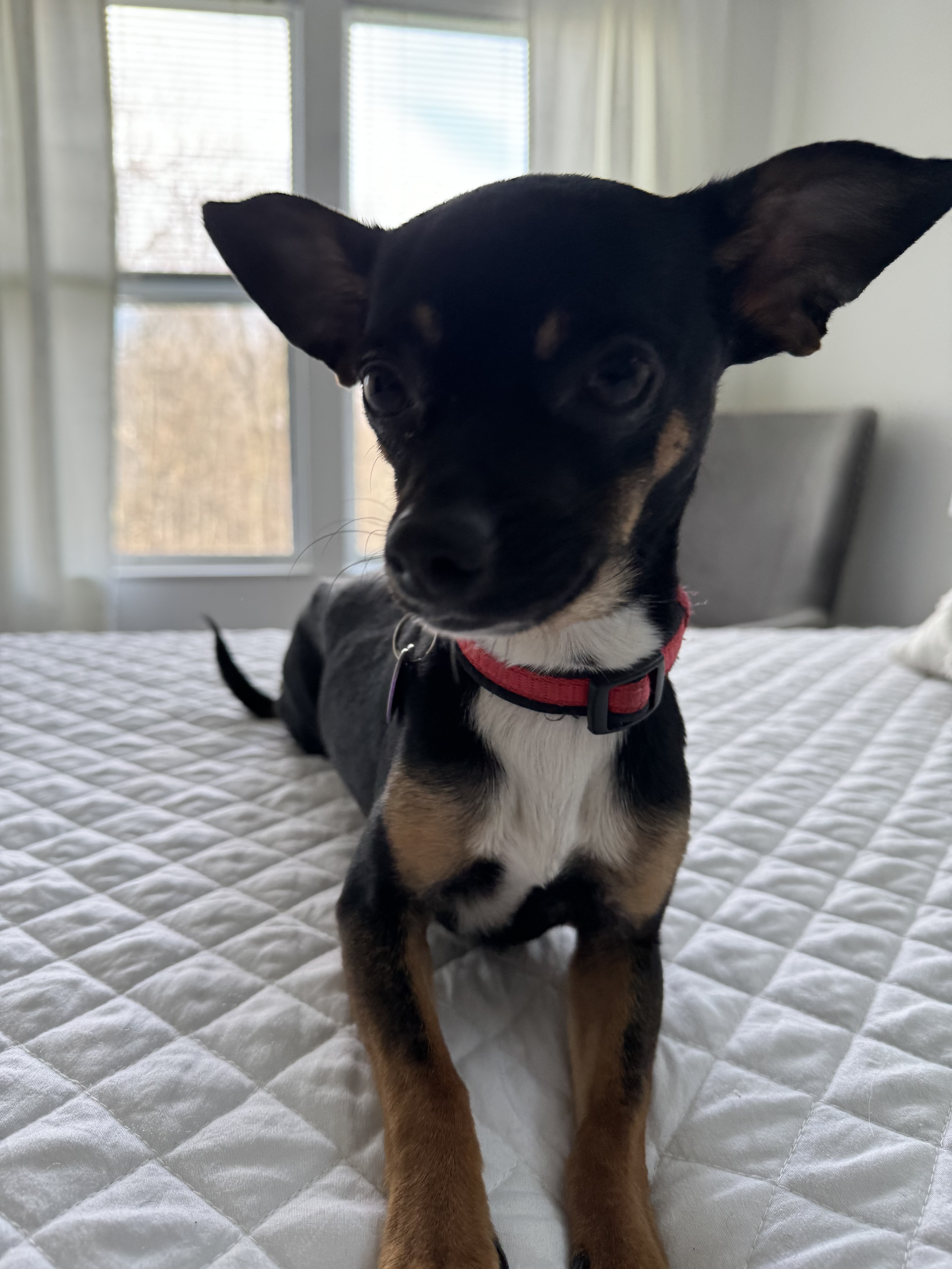 Noah, an adoptable Chihuahua in Florence, IN, 47020 | Photo Image 1