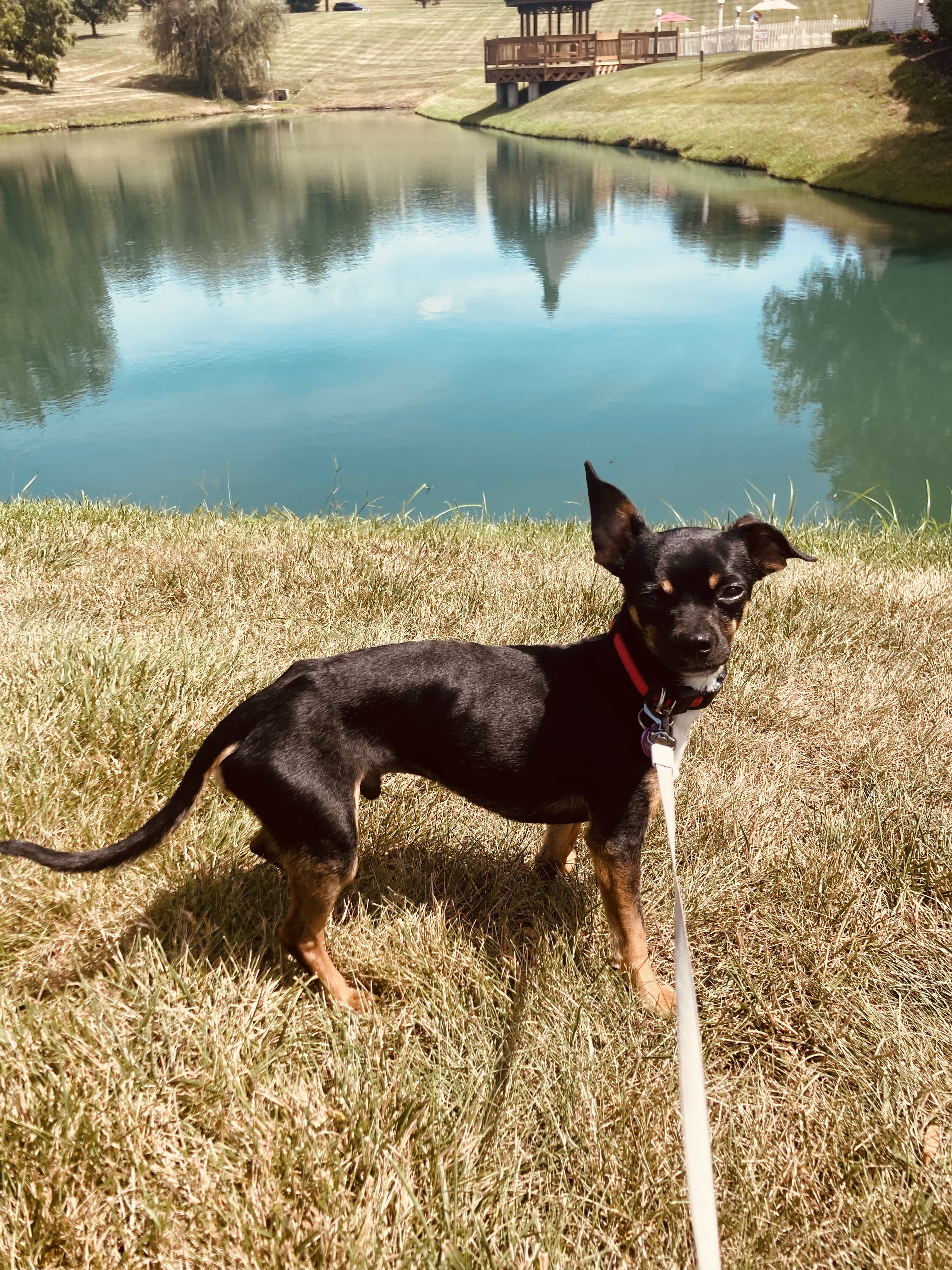 Noah, an adoptable Chihuahua in Florence, IN, 47020 | Photo Image 3