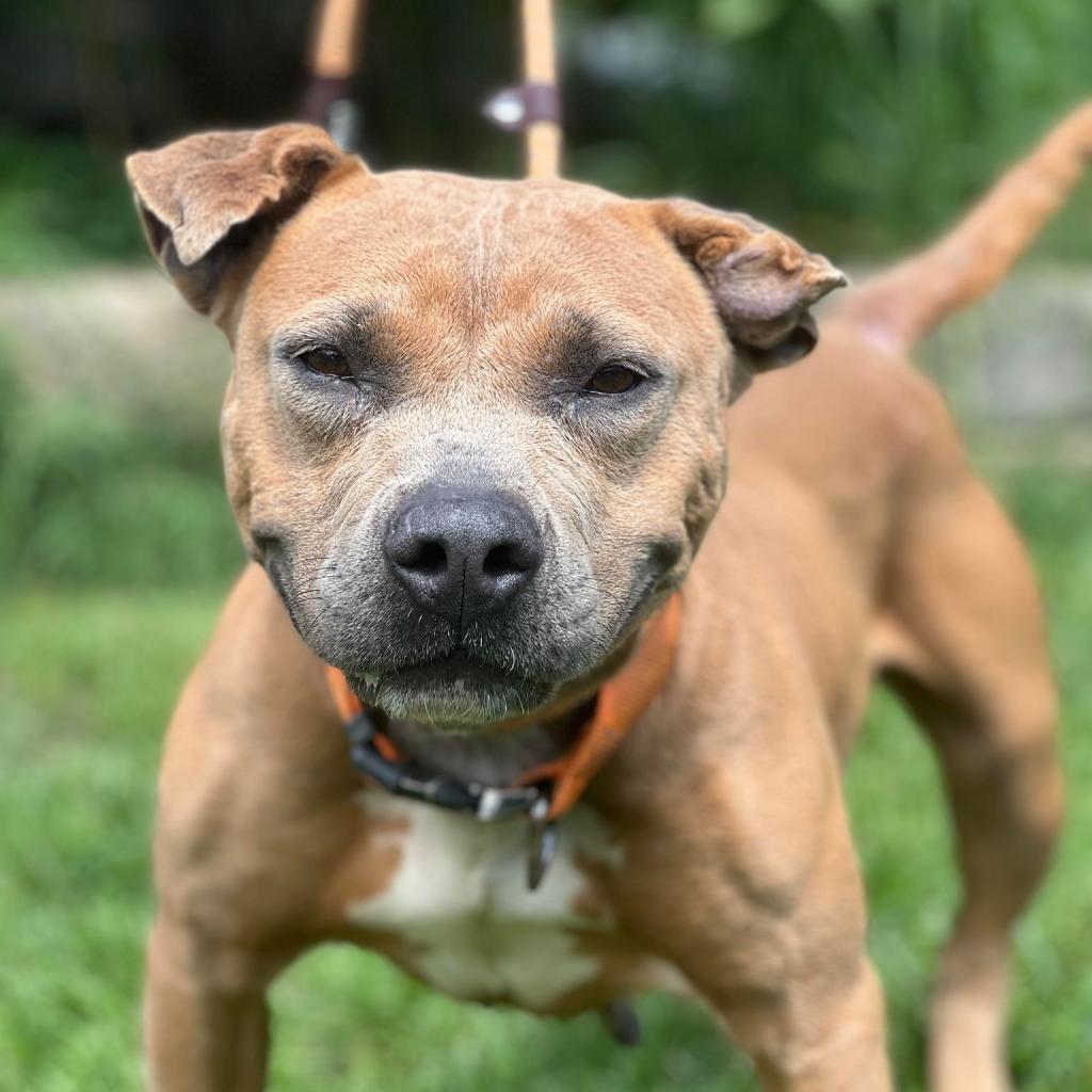 Lea, an adoptable Mixed Breed in Huntington, WV, 25704 | Photo Image 1