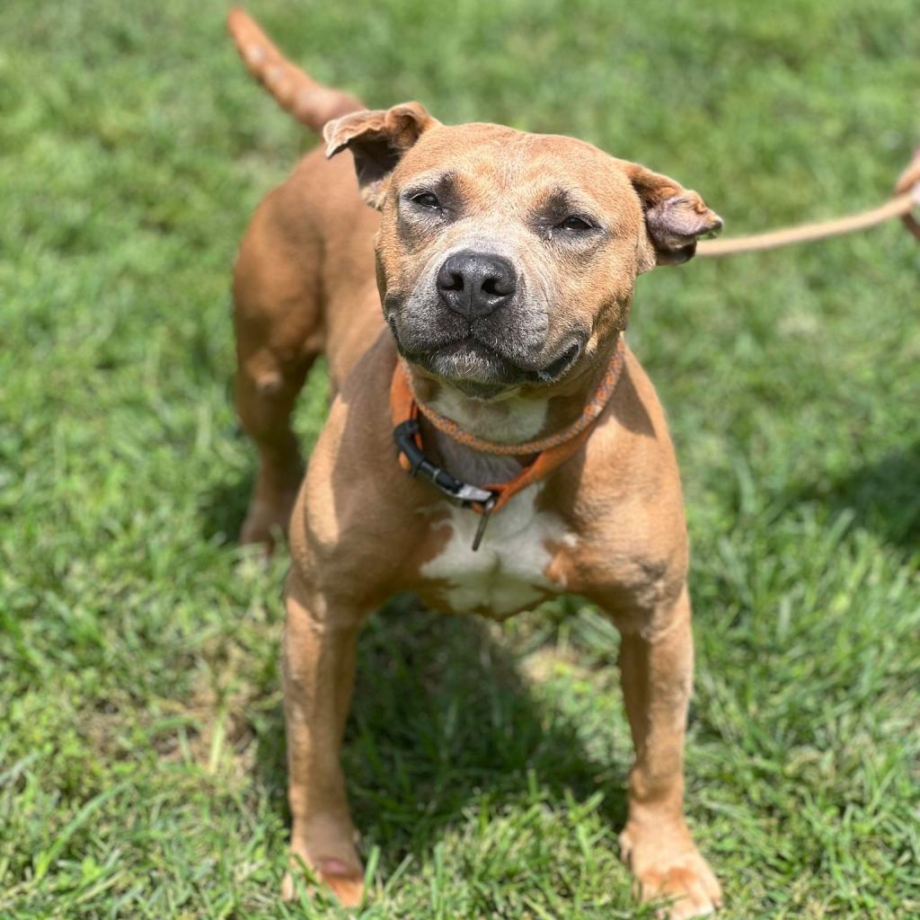 Lea, an adoptable Mixed Breed in Huntington, WV, 25704 | Photo Image 2