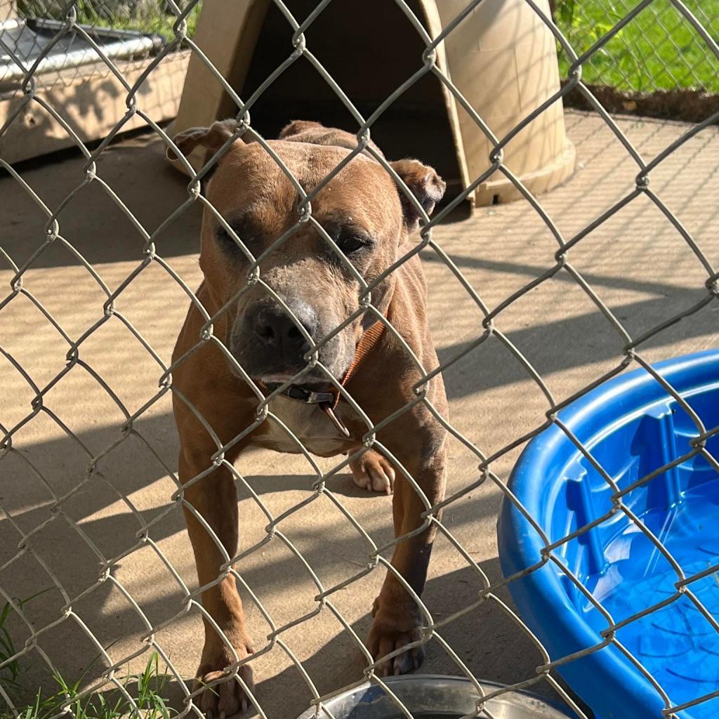 Lea, an adoptable Mixed Breed in Huntington, WV, 25704 | Photo Image 3