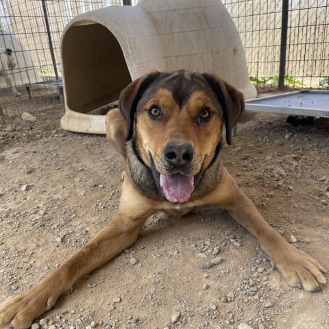 Goonther, an adoptable Shepherd in Taos, NM, 87571 | Photo Image 1