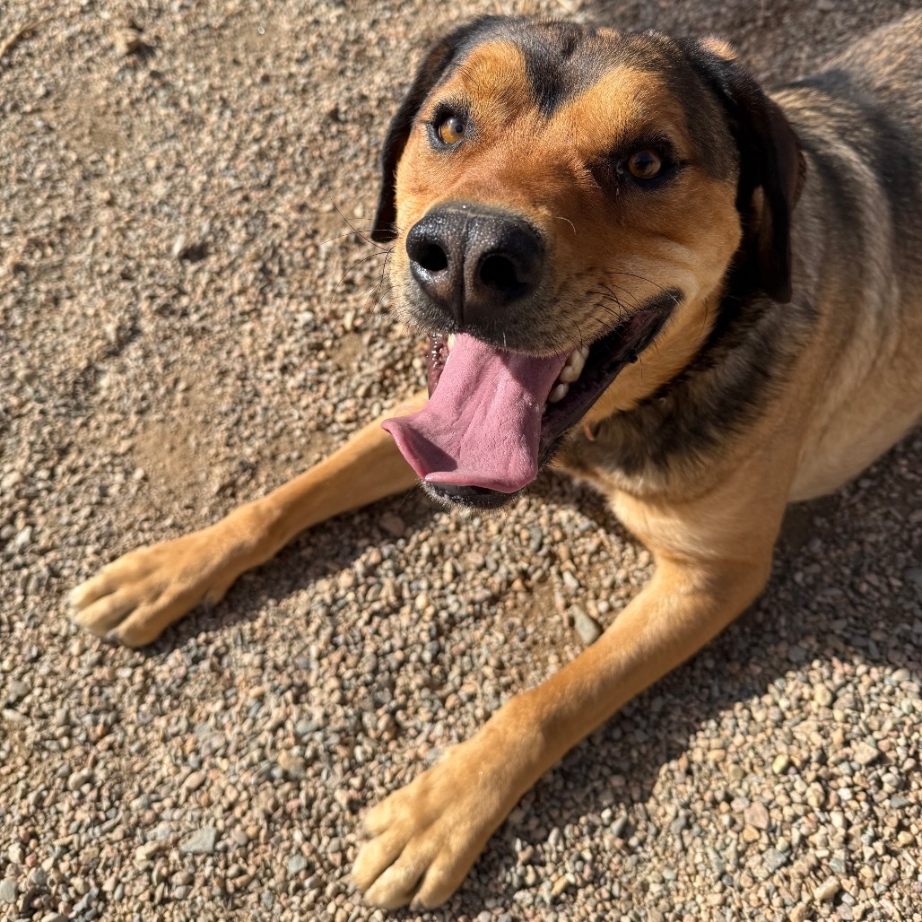 Goonther, an adoptable Shepherd in Taos, NM, 87571 | Photo Image 1