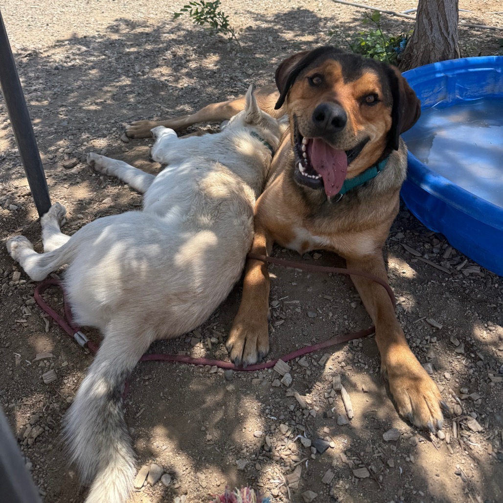 Goonther, an adoptable Shepherd in Taos, NM, 87571 | Photo Image 1