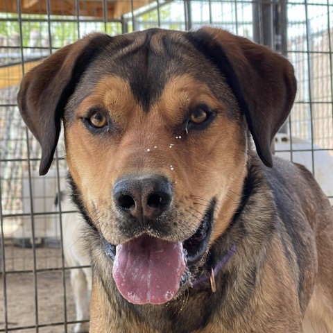 Goonther, an adoptable Shepherd in Taos, NM, 87571 | Photo Image 2