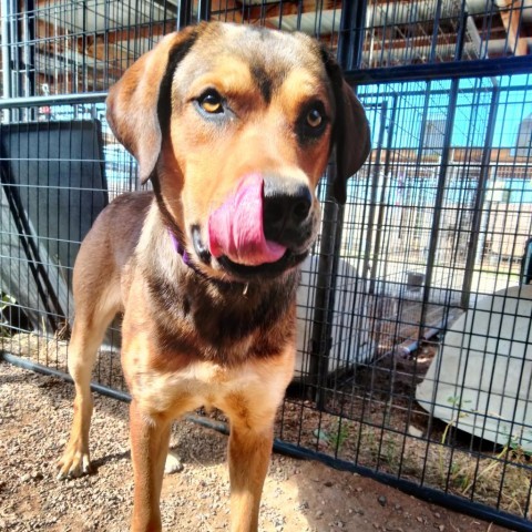 Goonther, an adoptable Shepherd in Taos, NM, 87571 | Photo Image 2