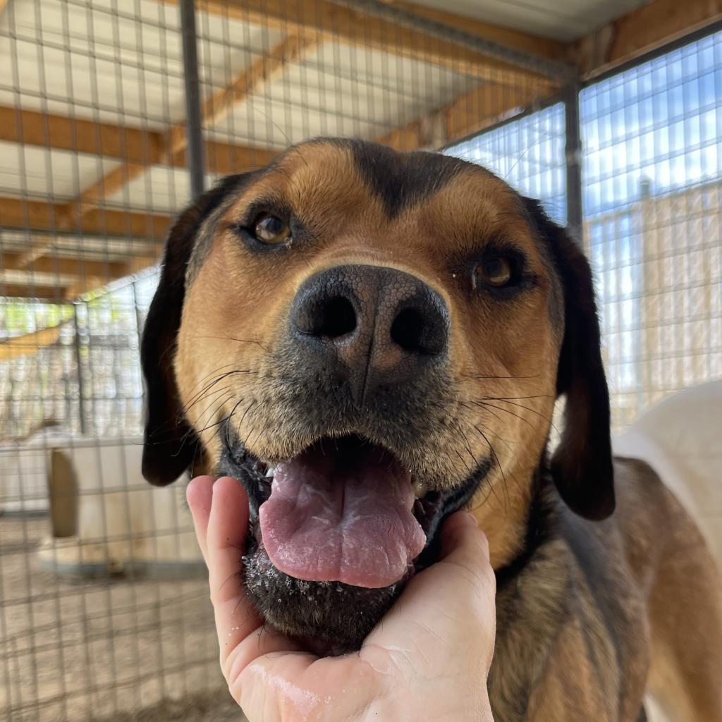 Goonther, an adoptable Shepherd in Taos, NM, 87571 | Photo Image 2